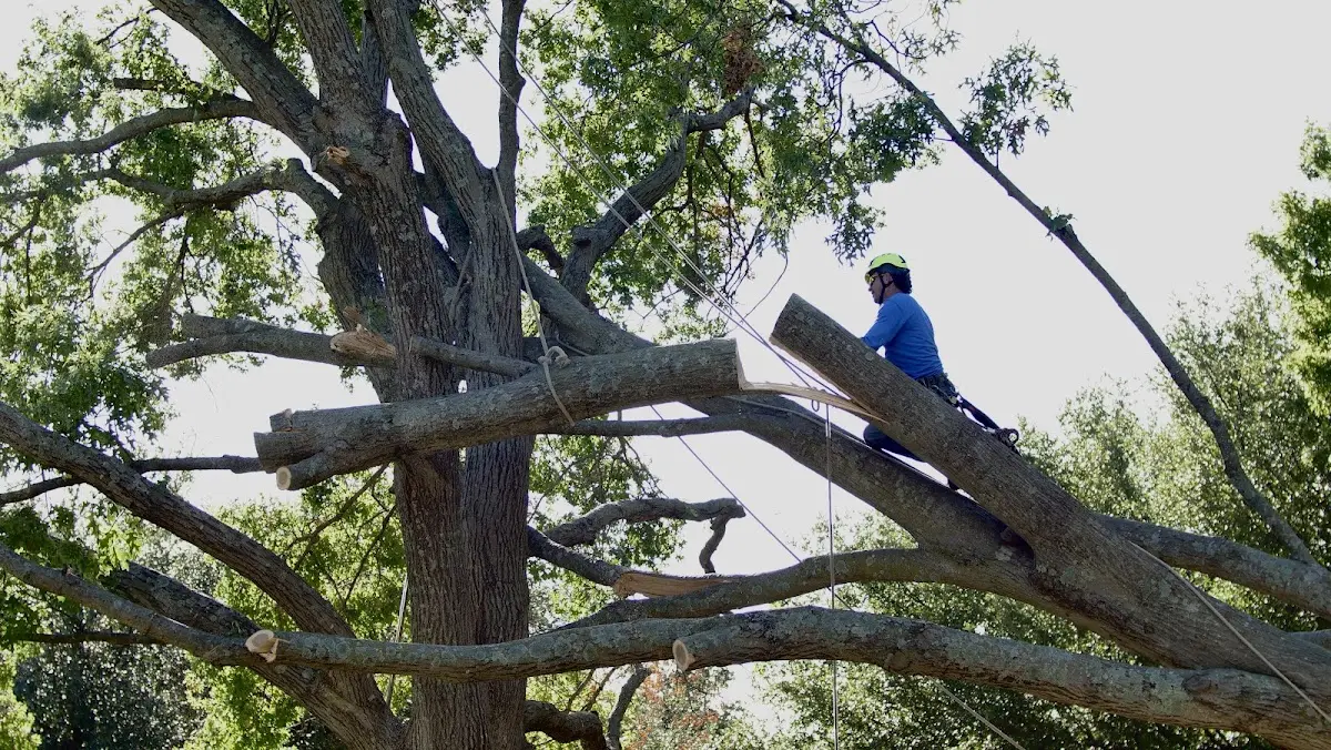 Professional Crown Thinning performed by certified arborists in Hot Springs