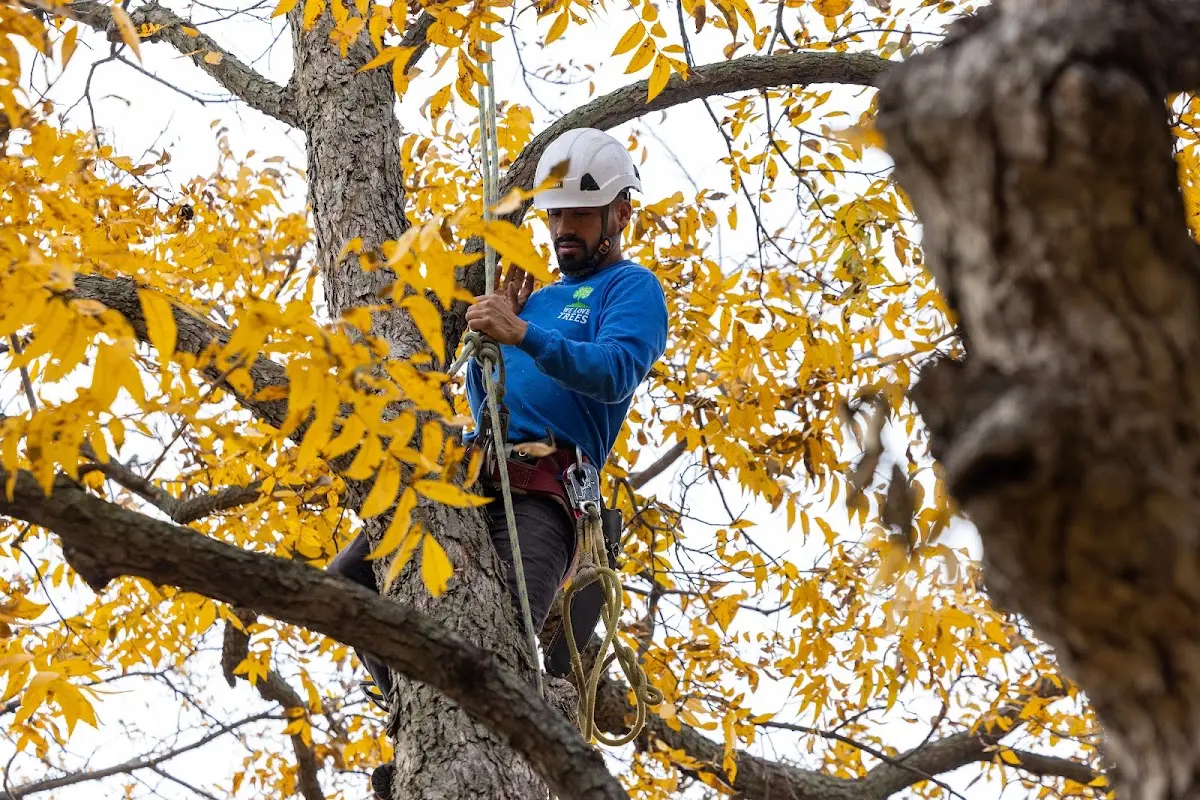 Skilled Tree Transplanting crew working in Hot Springs